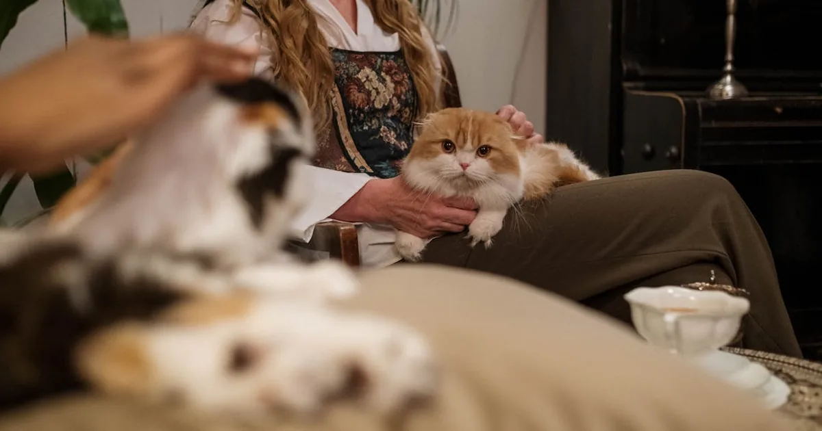 Cómo Mantener Hidratado a tu Gato: Guía Completa de Hidratación Felina