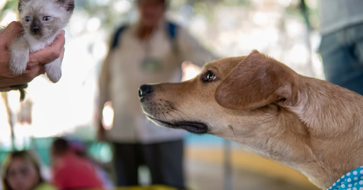 Mejores Piensos Royal Canin para Gatos 2026
