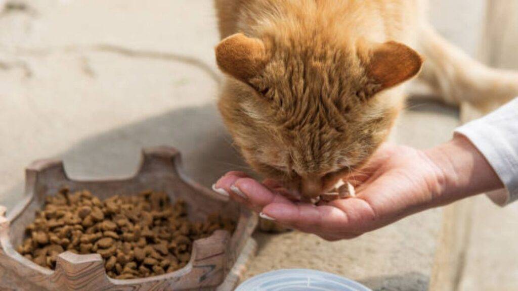 comida húmeda para gato